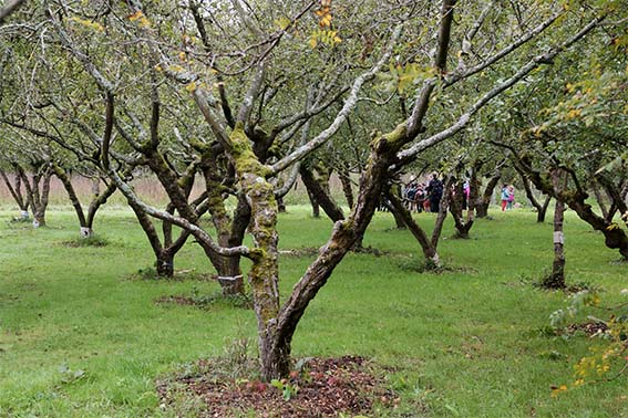 Paris Saclay 08 JEP art musique 5 SITE